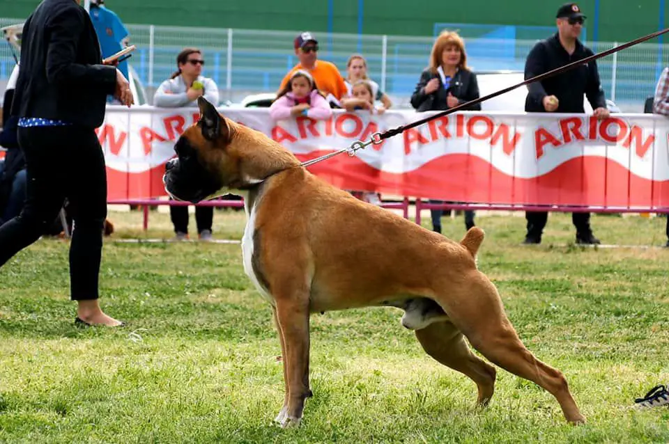 Jano de Fofocan