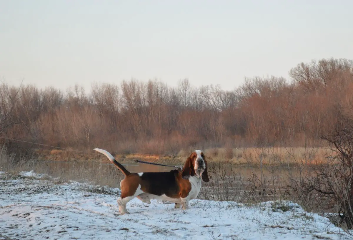 Tsetus Ferdinand Leeroy