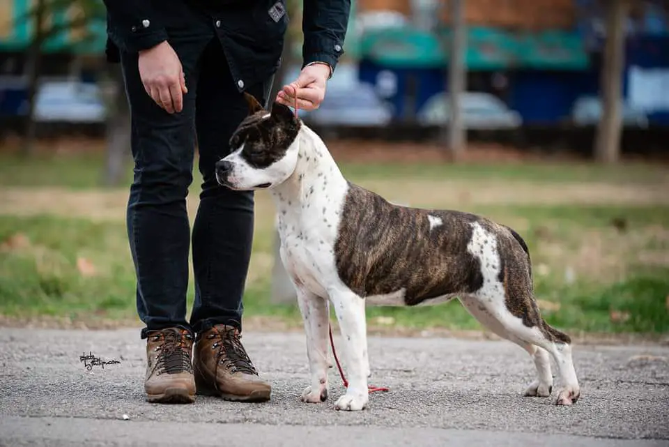 Ch JC Ring Angels Medy