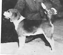 CH Rhetta of Blue Moon