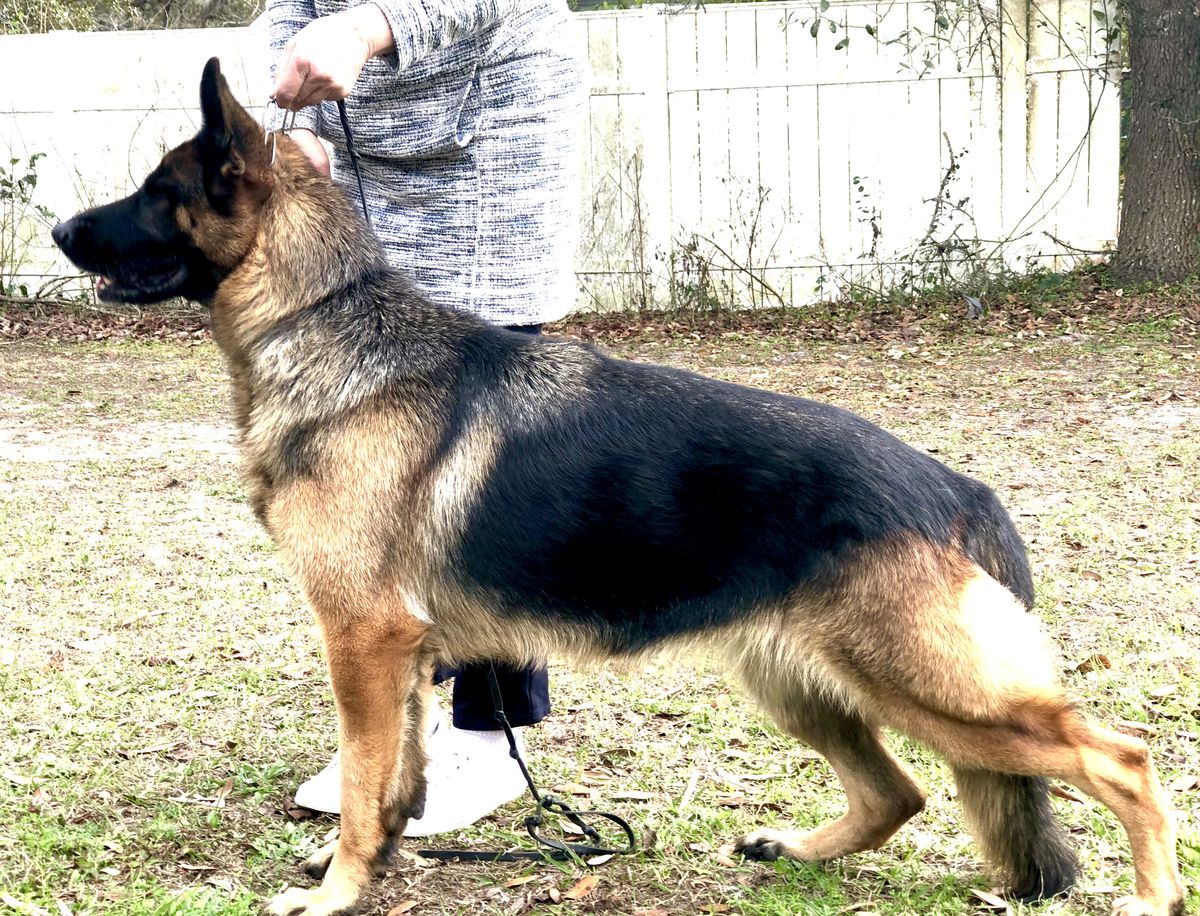 Wdr Just Zoey Vom Furstenhund