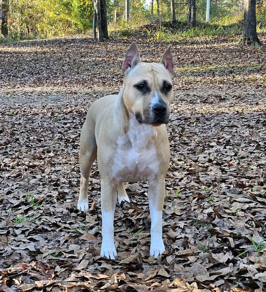 UKC GRCH AKC CH Kayo's Irish Charm Of Pixley