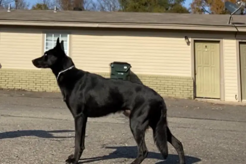 King Of The Ocean Vom Holle