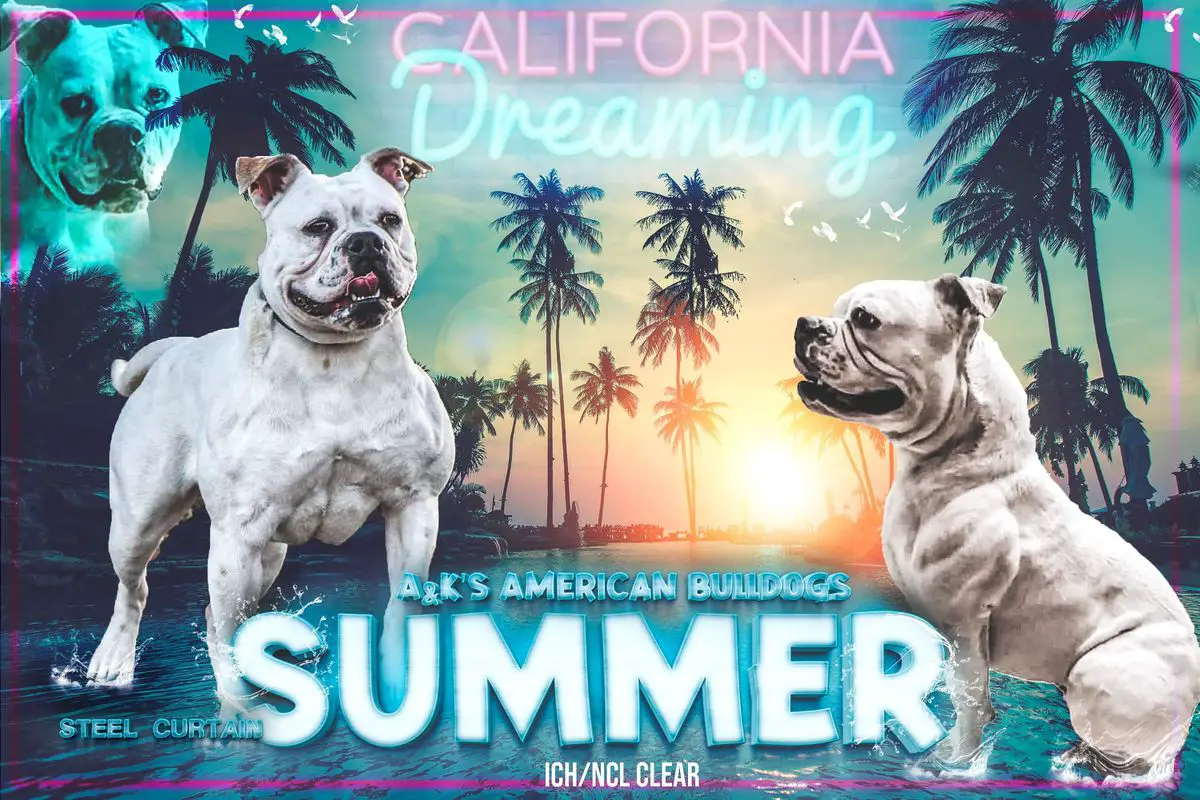Steel Curtain/A&K's "Summer" California Dreamin