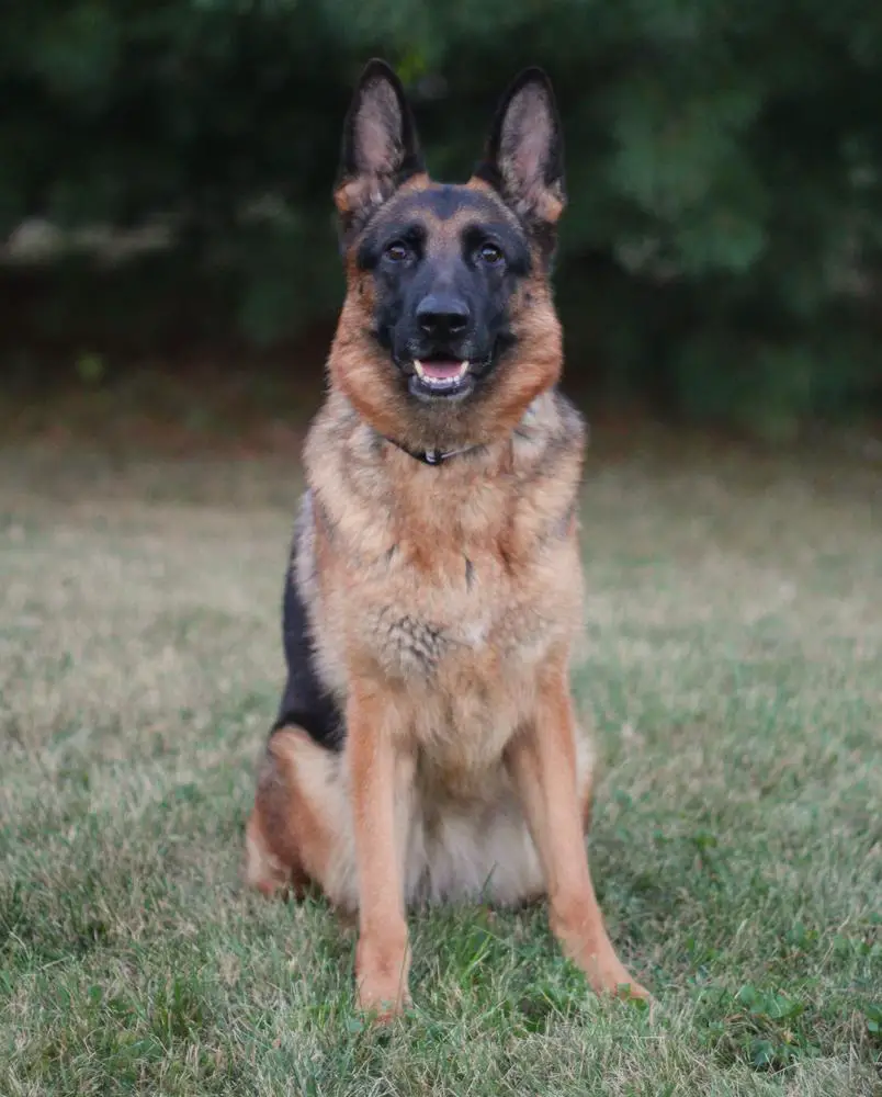 Chanel Vom Musselman