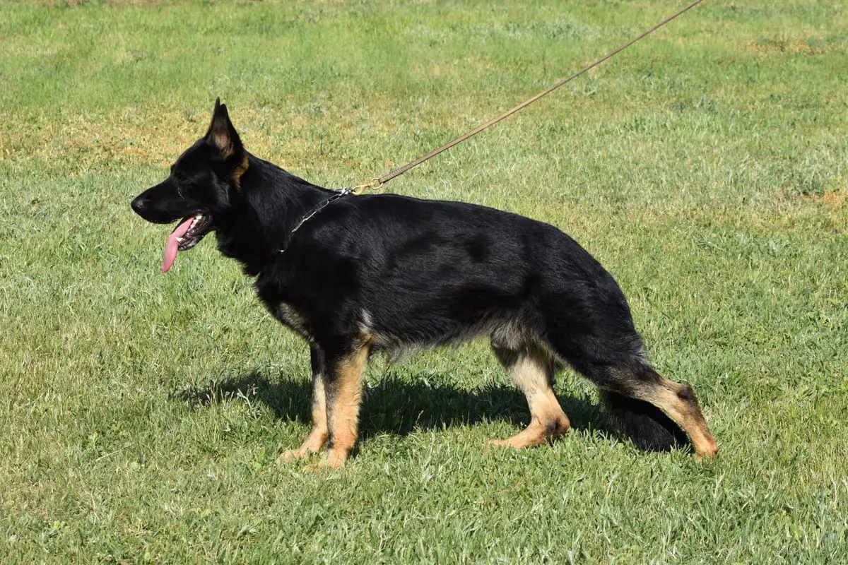 Norbert od Nechranic