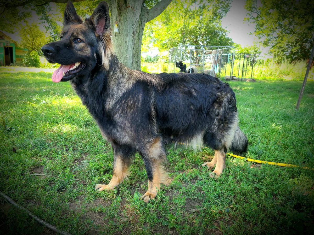 Bubbles Holtzapple Von Wolfenguard