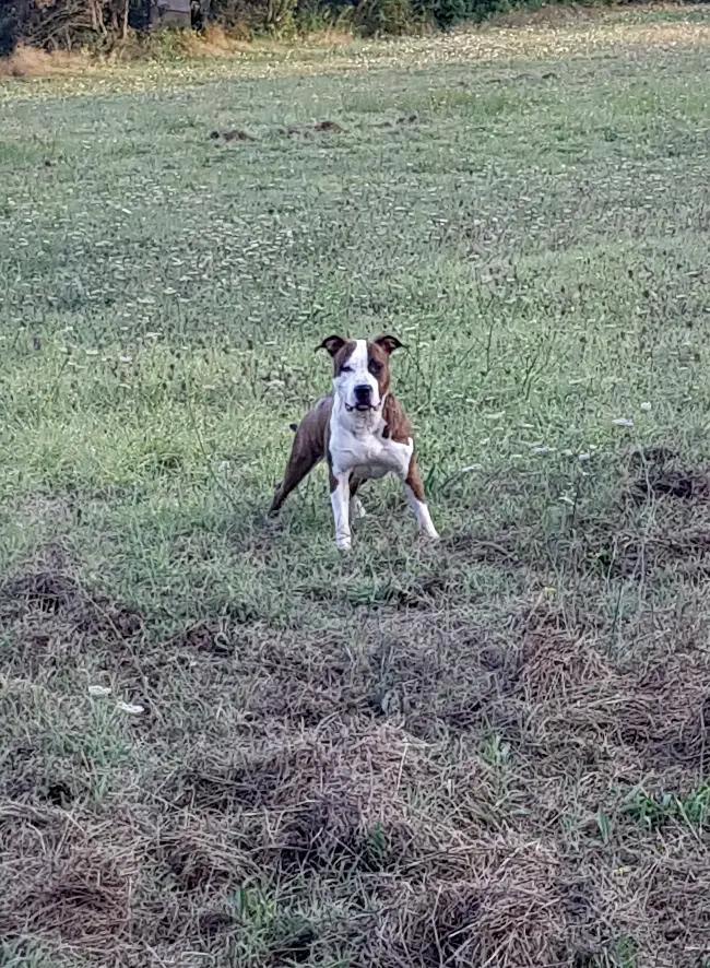 Oh Bella de la Griffe du Dragon