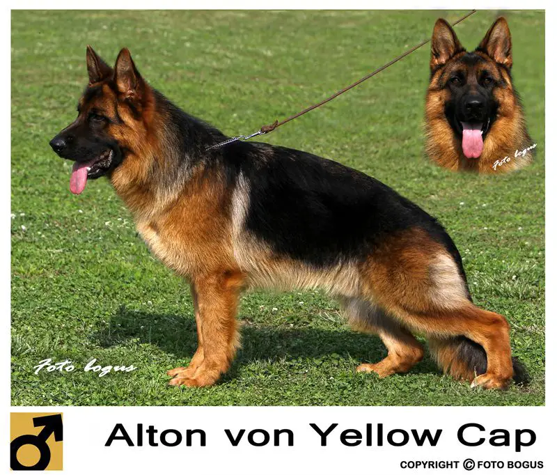 Alton von Yellow Cap