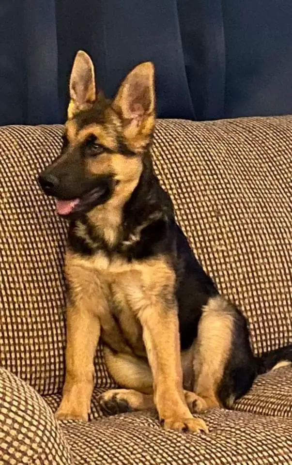 Alpha vom Klein Bauernhof