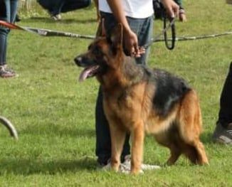 MAJESTY des Andriamisaina Kennel