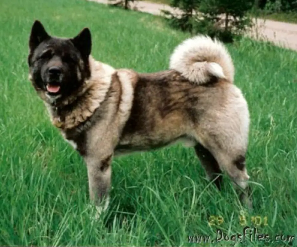 Vaahternlenden Nikyo