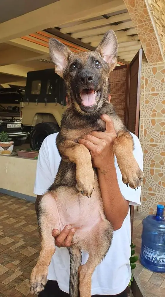 D'Arcy Lager Berg Krieger