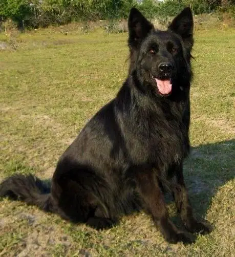 DARK KNIGHTS VOM GODWINHAUS