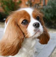 Charalier Fancy Dress