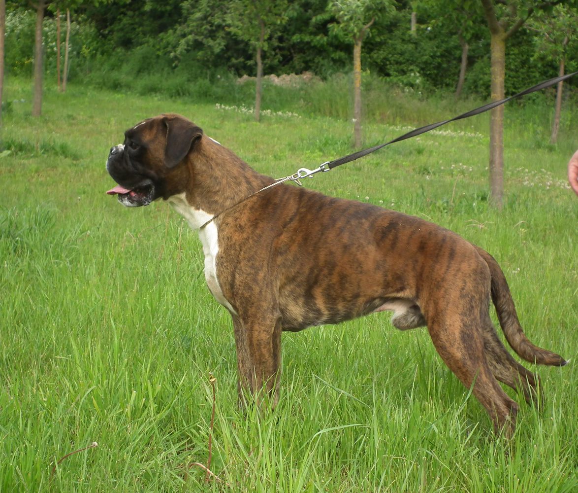 VERDI GIUSEPPE BOXRELAY