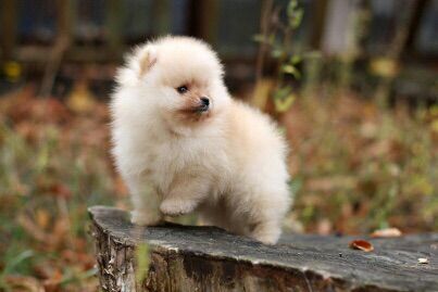 Light Flock Tonis Mix