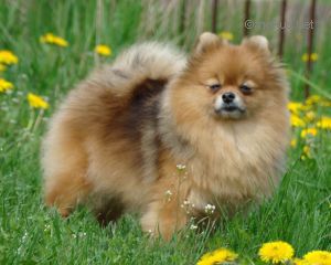 BEAUTIFUL STAR'S LALA