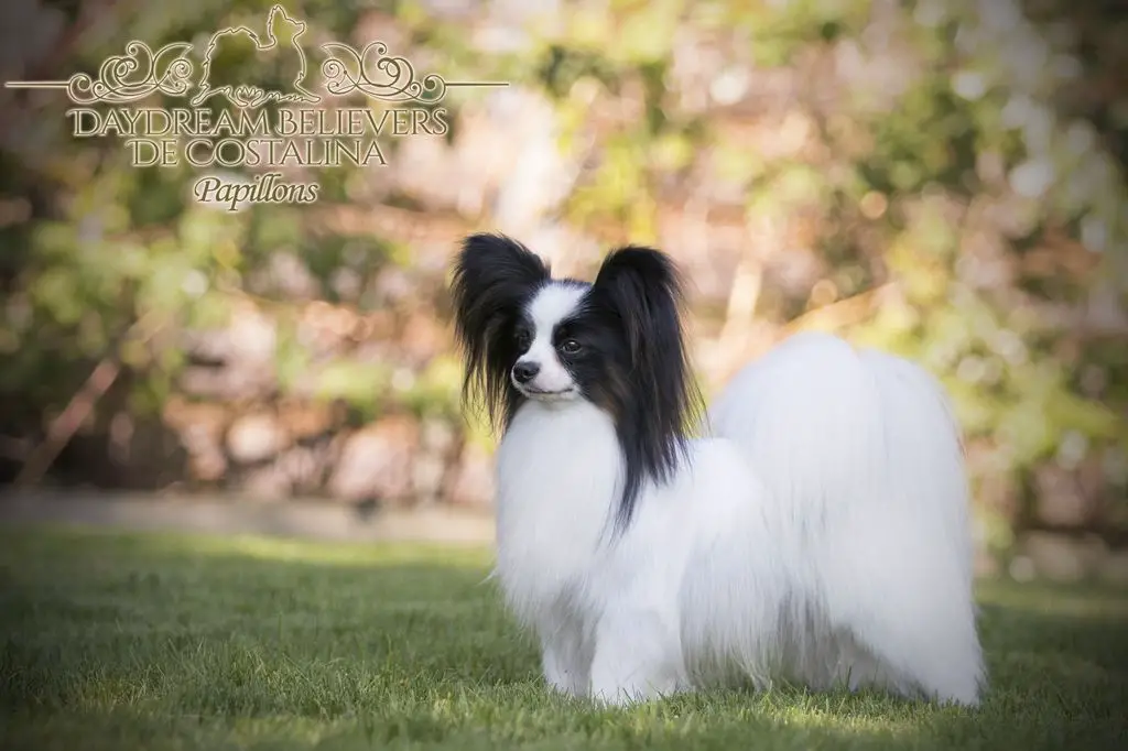 Green Bee Papijoa Why So Serious