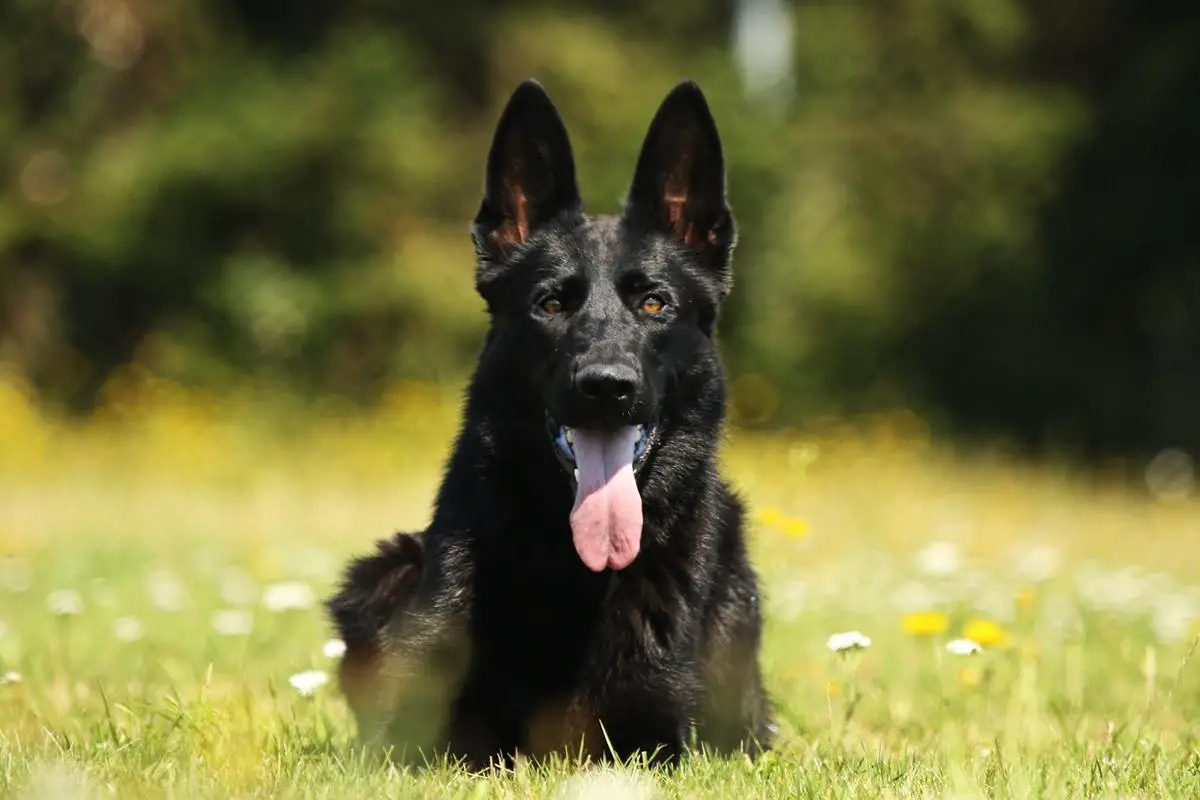 SG Apocalypsa Magira