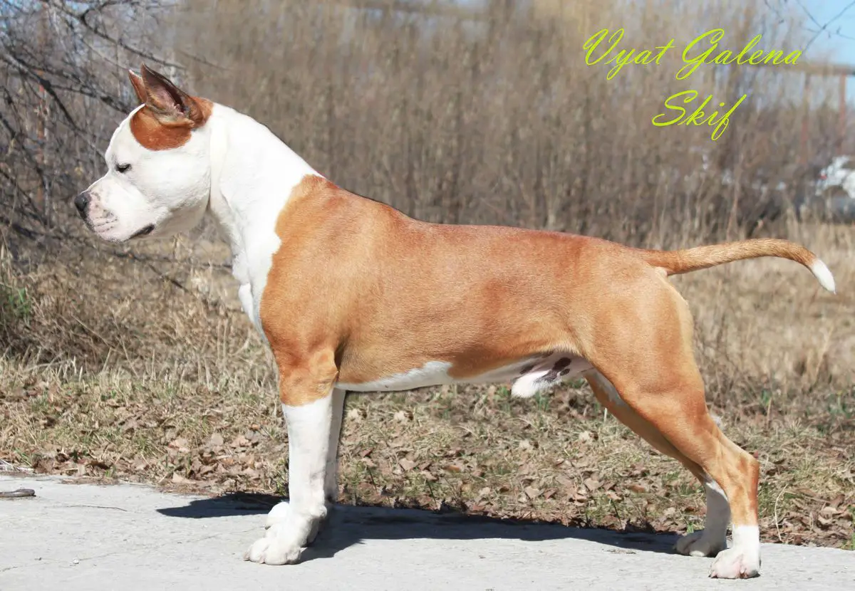 Vyat Galena Skif