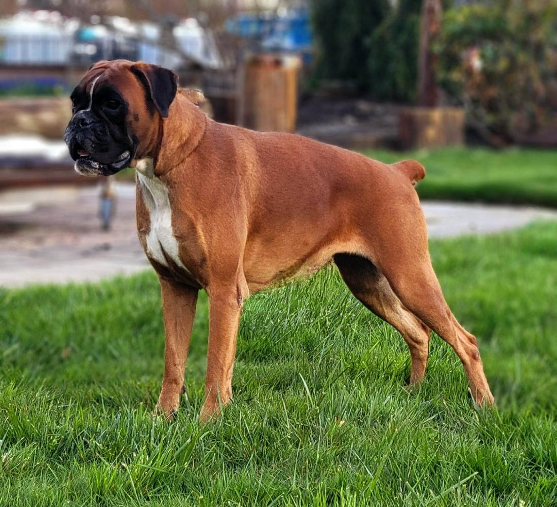 Taboo von Rotenschuhen