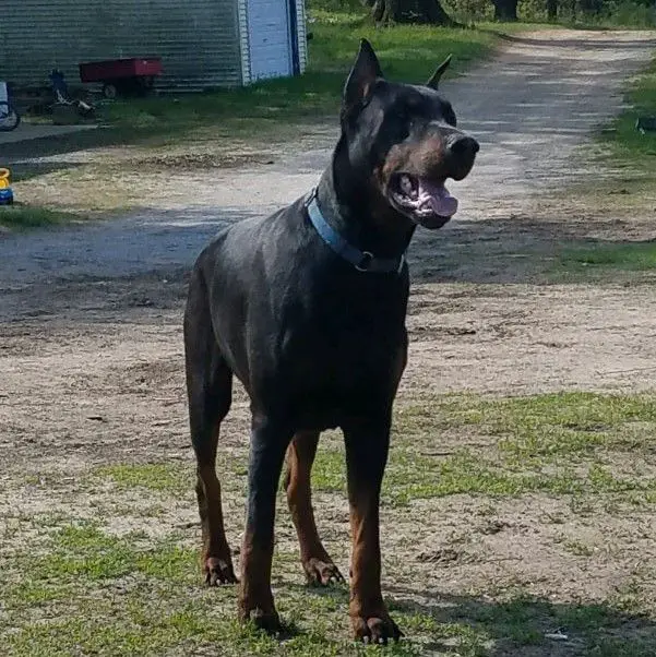 Kilo Mighty Tank Modello