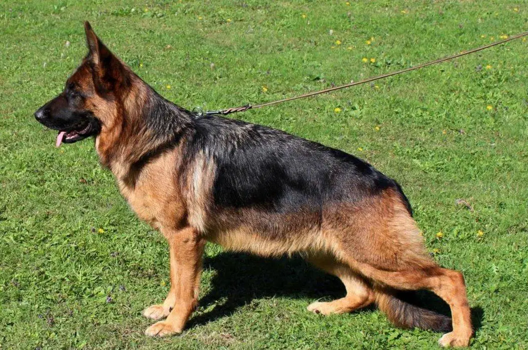 V Quanja von der Zenteiche