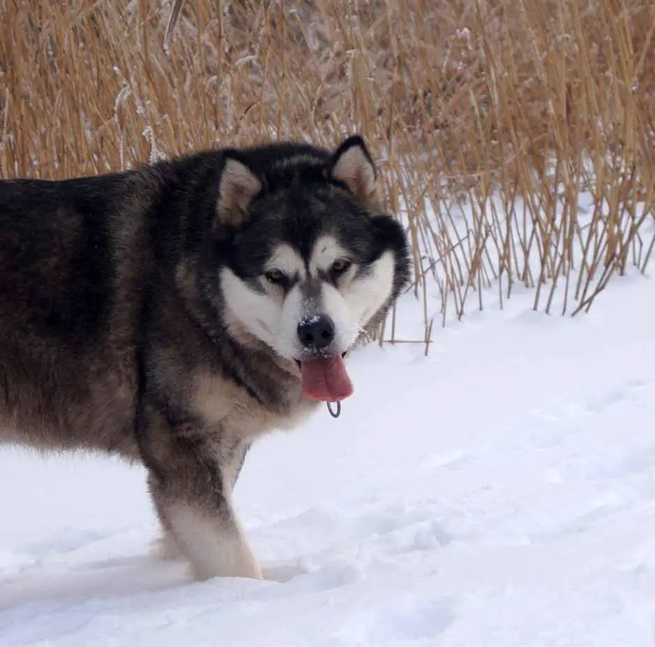 CH RUS, RKF. CW, GRAND Alveig Menyamamaochen`lyubit