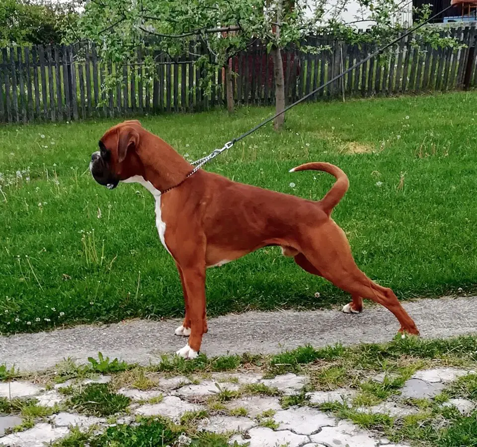 Archimedes Optima grata