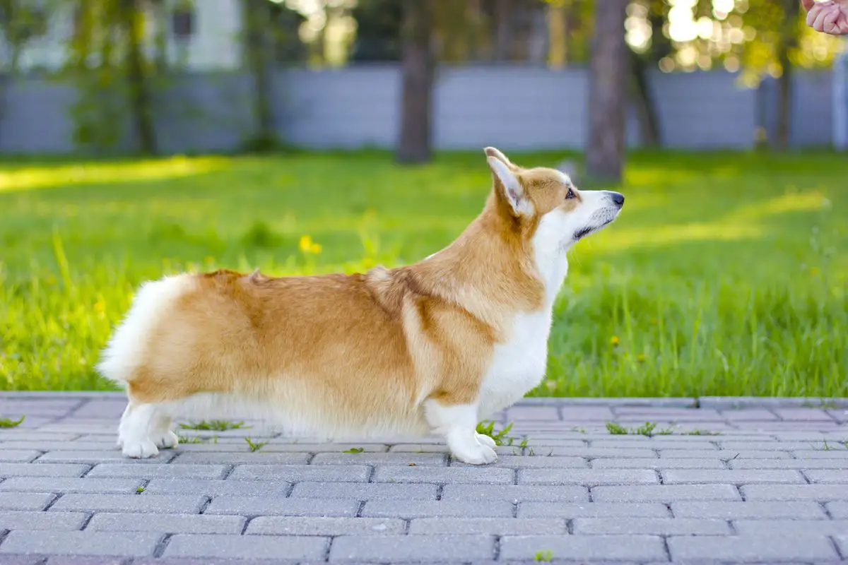 JCH RKF, JCH RUS, CH RUS, CH RKF Mistycor Kerry Glorious Lodestar