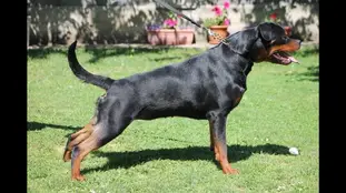 CAC,RCAC,CACIB ,BOB,PRM ,JBOG ,JBISI Poli Crni Vitez