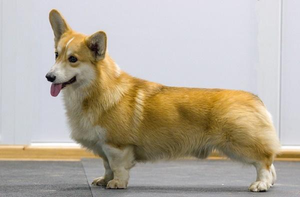 J CH RKF,J CH RUS,CH RUS Fellini iz Ksaro Chestnaya Igra