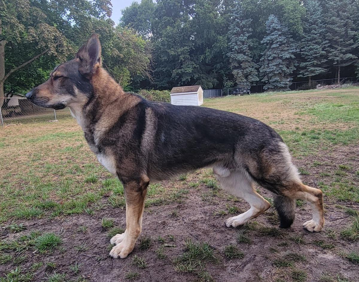 King Kobe Vom Brown PND