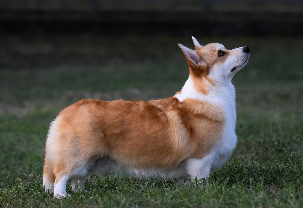 HMPGW, HPGW, CH(HJ, H, HS) Club Winner 2021 Intriga Severa Pepsi Cola