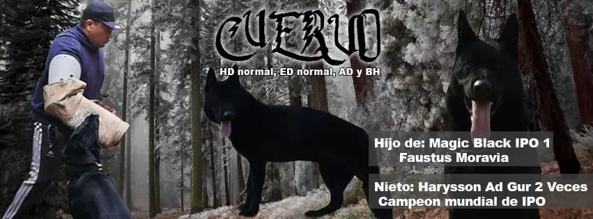 Cuervo