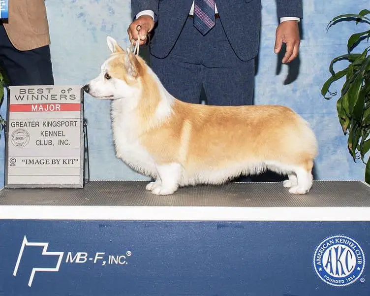 Kor Am Cn CH. Realline Highway Star