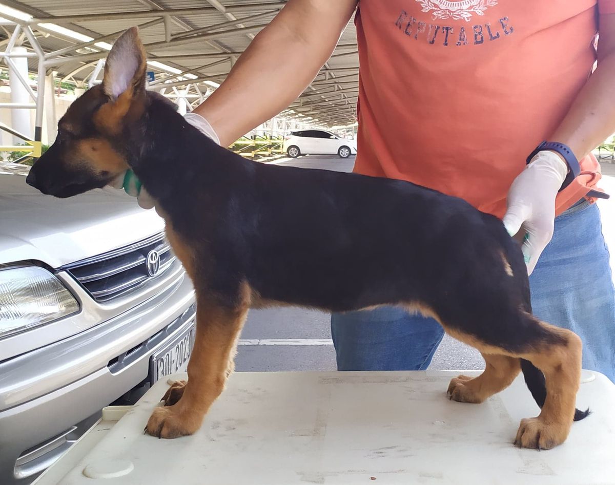 Candy vom Phichit GSD
