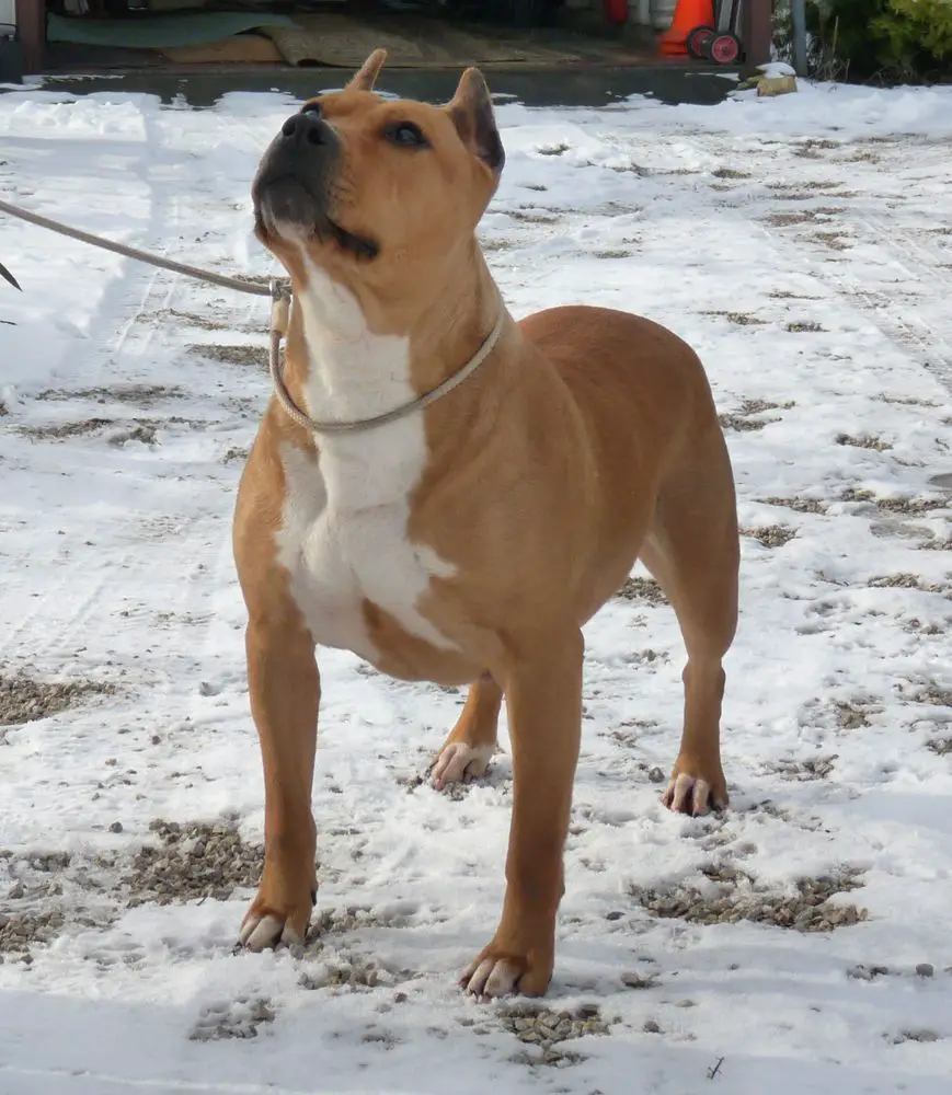 HJCH, MkCh, SrbCh, Grand SrbCh Granada Forever Mirjana in BodyBull Kennel