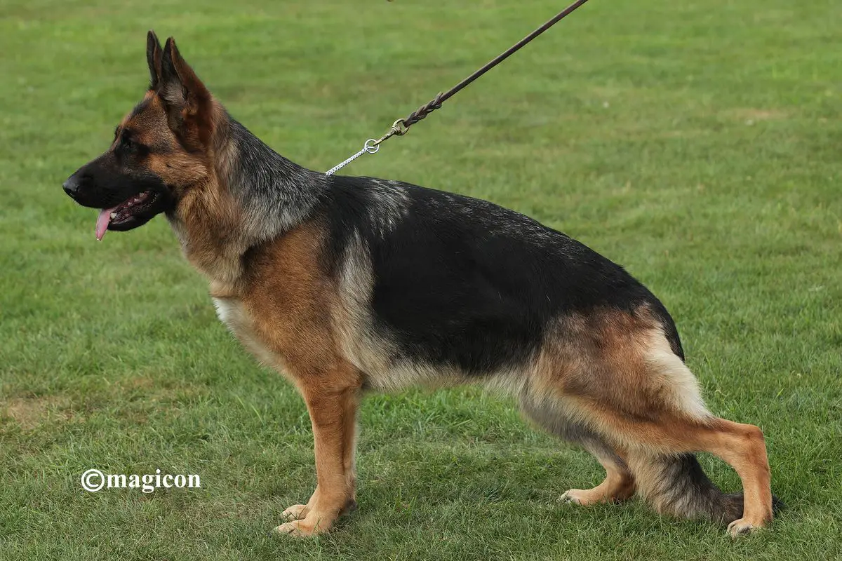 V Romy vom Heralmaborg