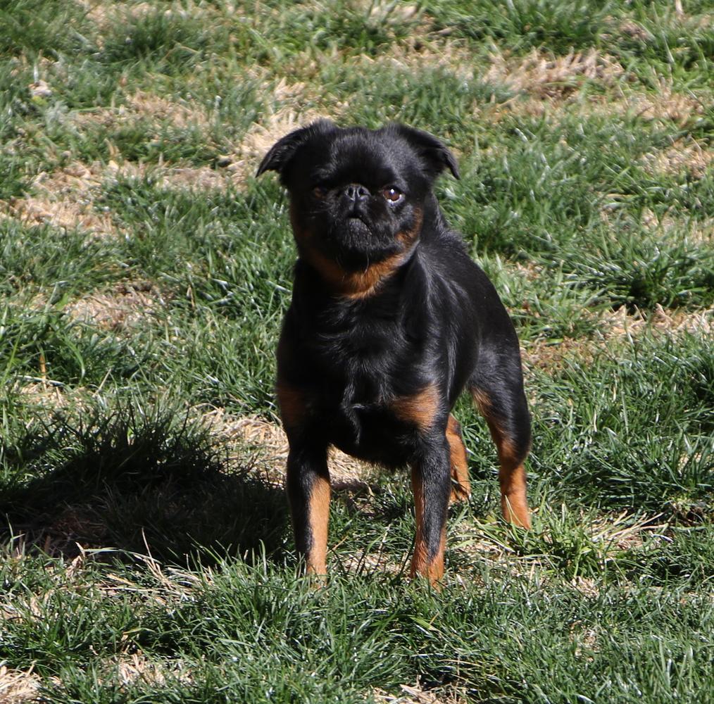 UKC CH, IntCH, NtlCH Vittoriano De Delalini