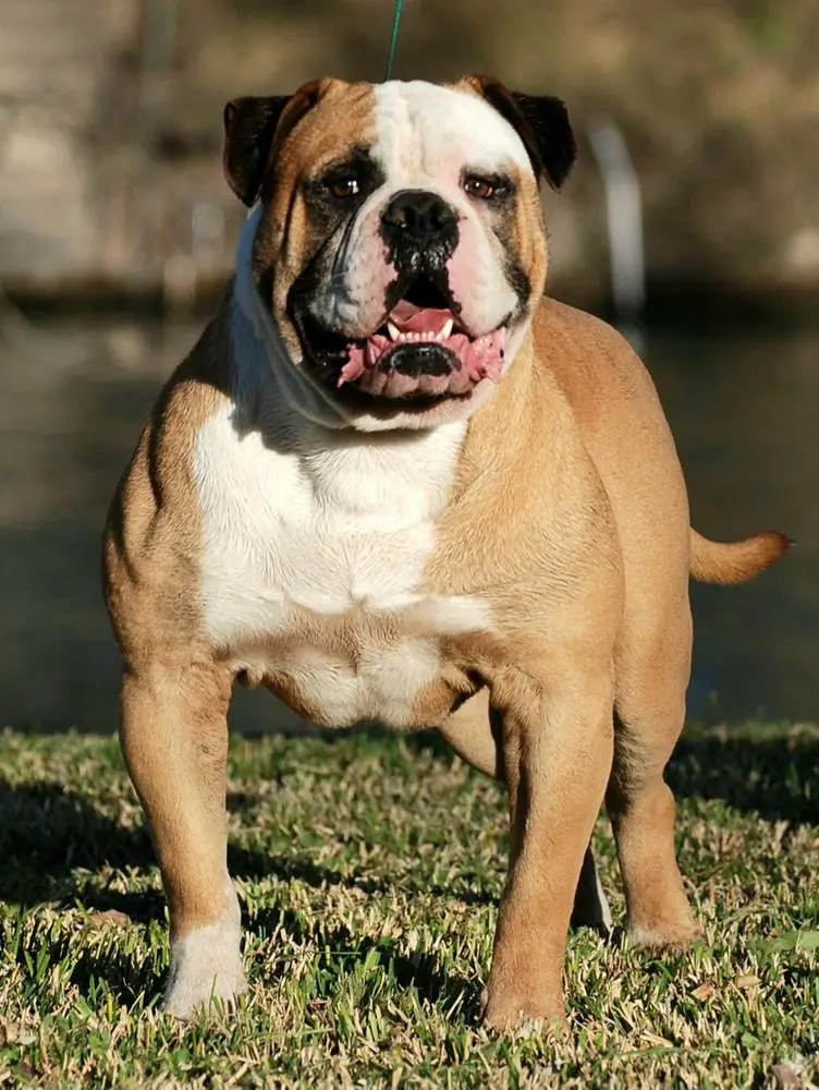 SRT's /Manasco's Mack