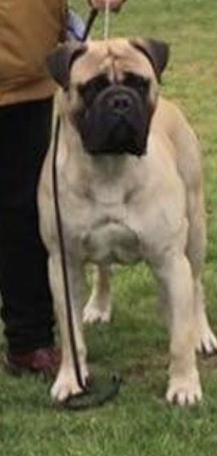 CH Oldwell Romeo