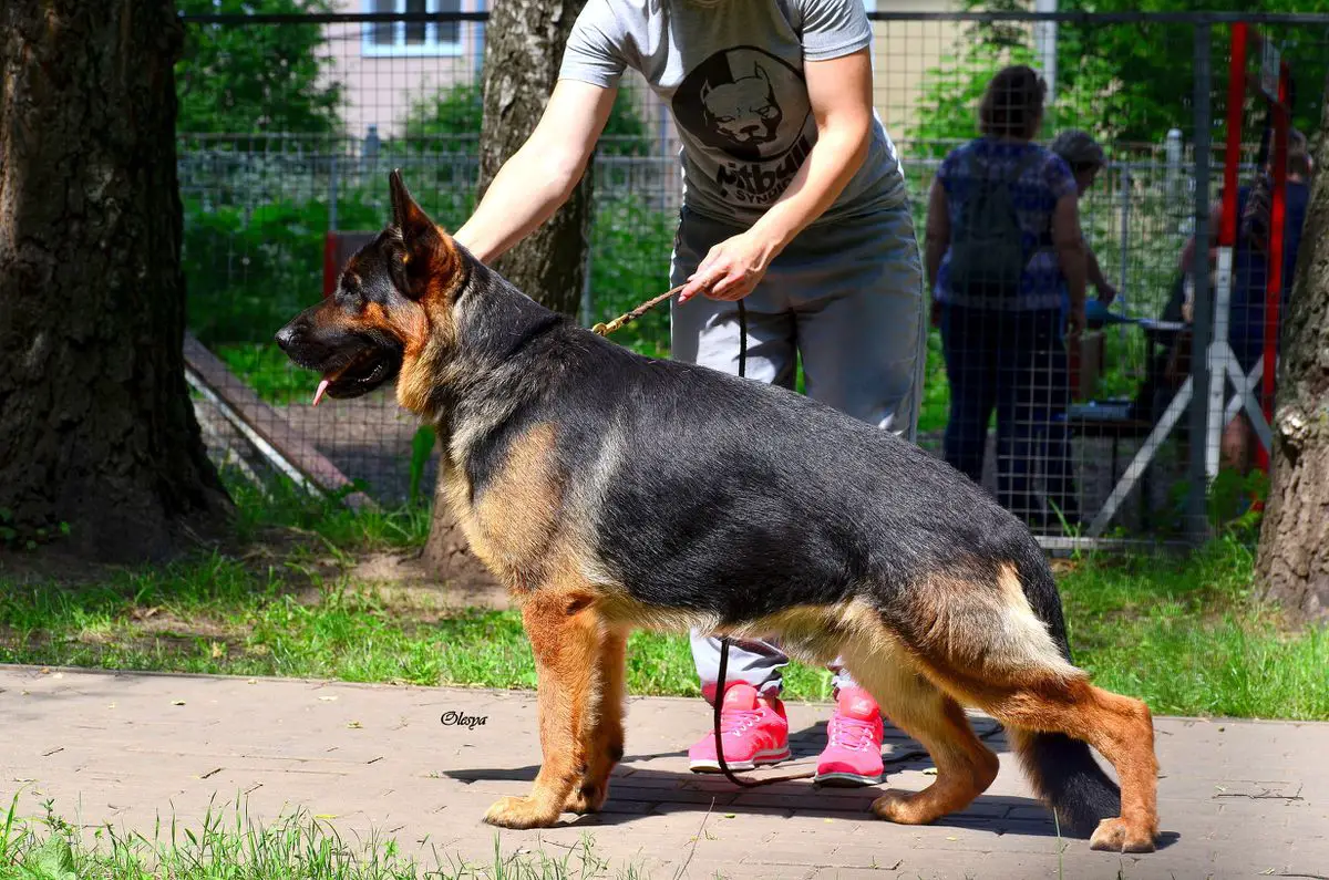 Serebryanaya Luna  TEXAS