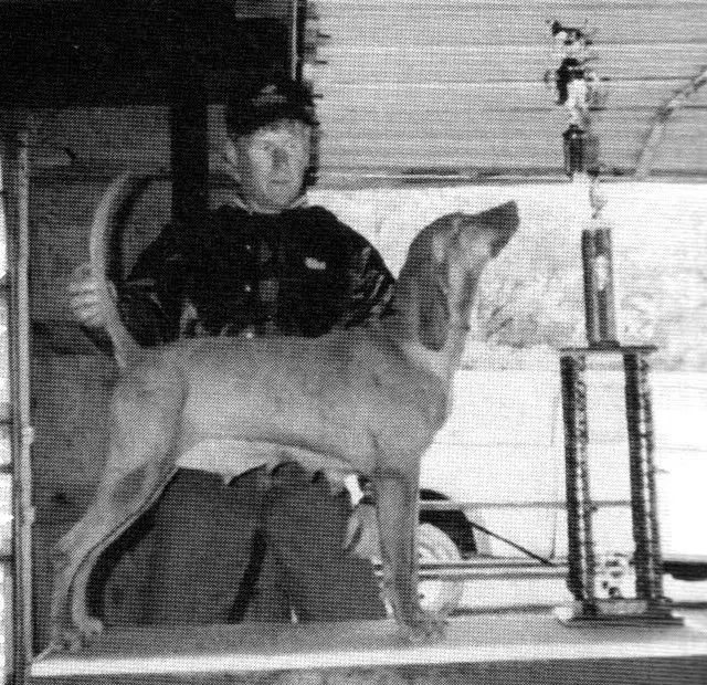 NITECH GRCH 'PR' Squal Mountain Goldie