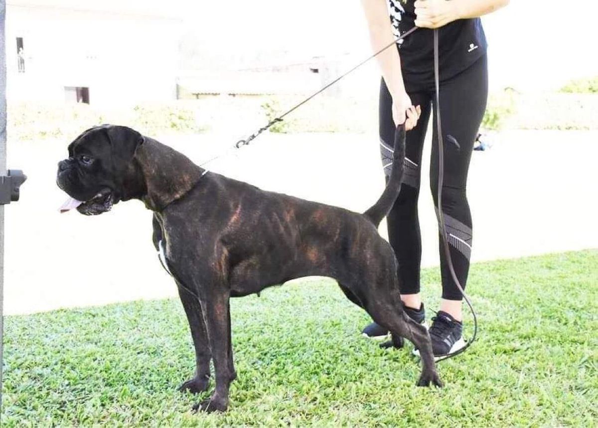 Eva D’Mirus Cane