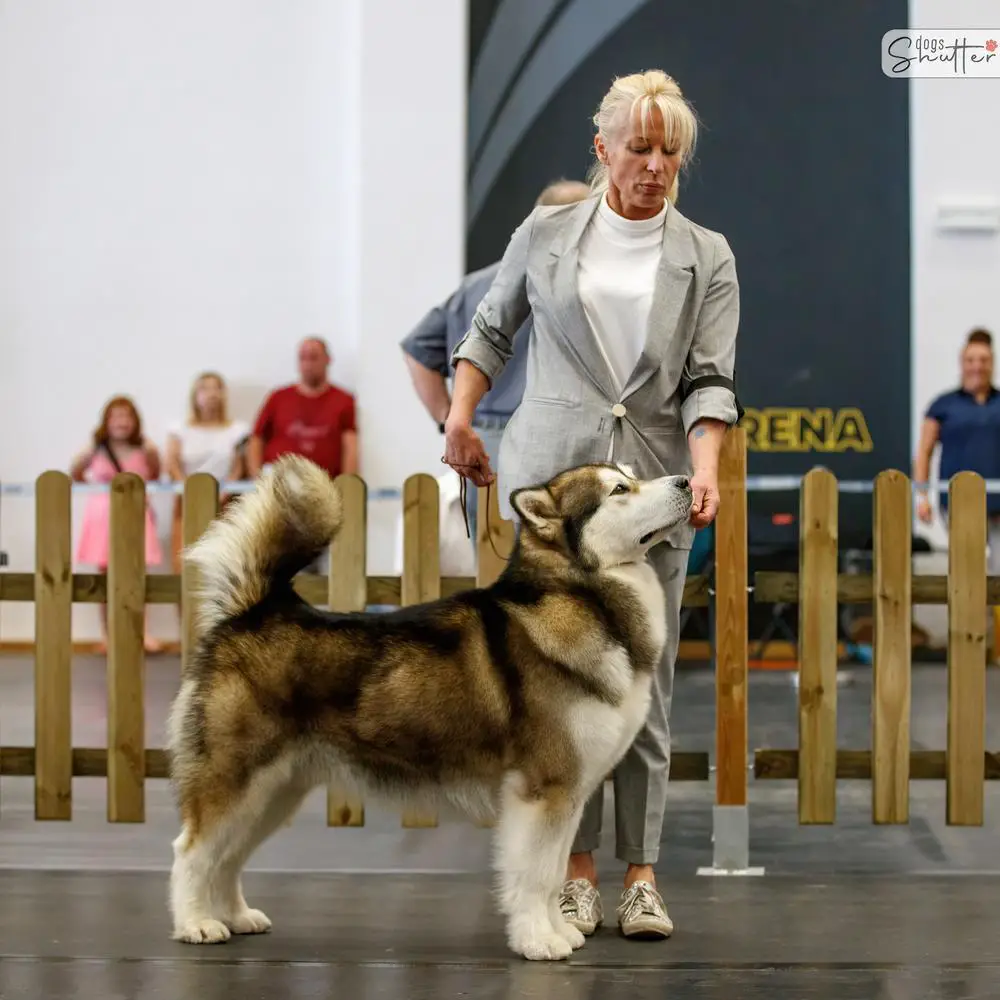 Ironpride's TALOON OF KING