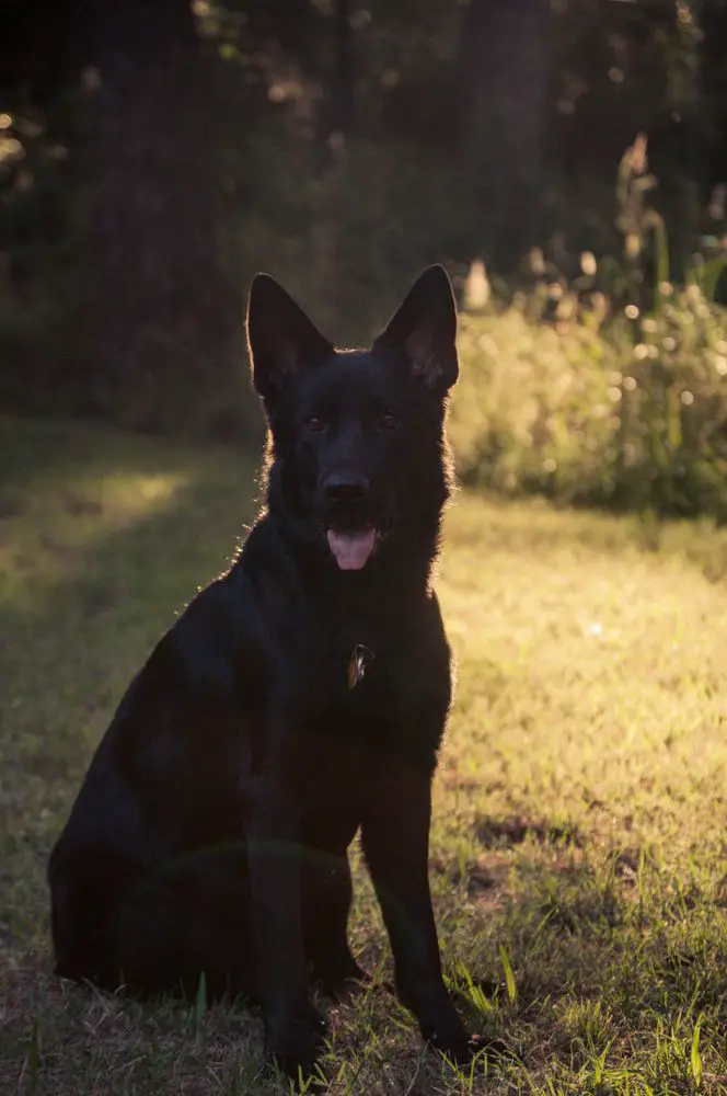 Snowden's Mercy Vom Steppenwolf Bach