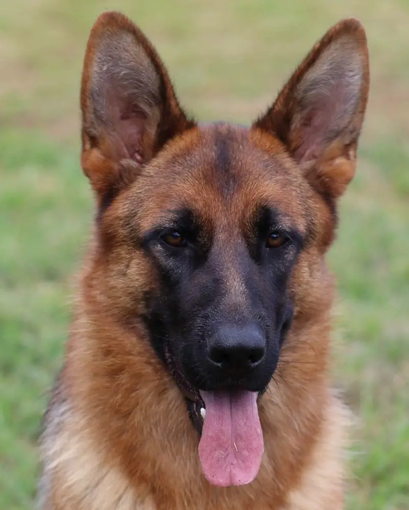 Izzy von der Felsenburg