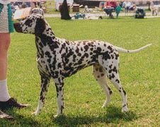 Spotnik's Molly Maid